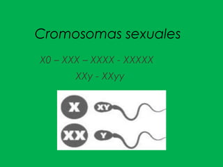 Cromosomas sexuales
X0 – XXX – XXXX - XXXXX
XXy - XXyy
 