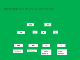 ●
Descendencia de una mujer con XXX
XXX XY
XXX XXY XX XY
XX X X Y
tTrisomía KKlinefelter Mmujer
normal
varón
normal
 