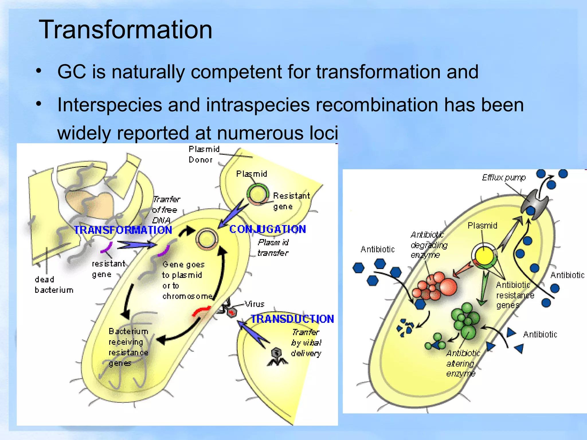 Transformation
• GC is naturally competent for transformation and
• Interspecies and intraspecies recombination has been
widely reported at numerous loci
 