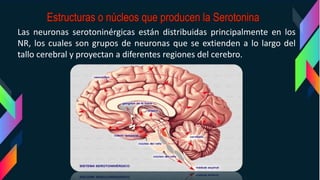 Las neuronas serotoninérgicas están distribuidas principalmente en los
NR, los cuales son grupos de neuronas que se extienden a lo largo del
tallo cerebral y proyectan a diferentes regiones del cerebro.
 