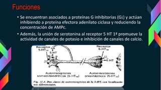 • Se encuentran asociados a proteínas G inhibitorias (G¡) y actúan
inhibiendo a proteína efectora adenilato ciclasa y reduciendo la
concentración de AMPc.
• Además, la unión de serotonina al receptor 5 HT 1ª promueve la
actividad de canales de potasio e inhibición de canales de calcio.
 