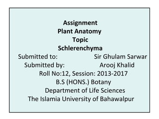 Assignment
Plant Anatomy
Topic
Schlerenchyma
Submitted to: Sir Ghulam Sarwar
Submitted by: Arooj Khalid
Roll No:12, Session: 2013-2017
B.S (HONS.) Botany
Department of Life Sciences
The Islamia University of Bahawalpur