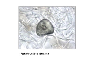 Fresh mount of a schleroid