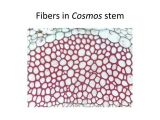 Fibers in Cosmos stem