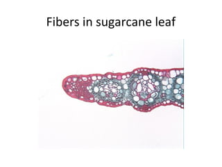 Fibers in sugarcane leaf