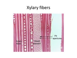 Xylary fibers