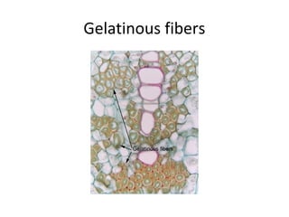 Gelatinous fibers