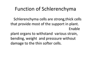 Function of Schlerenchyma
Schlerenchyma cells are strong,thick cells
that provide most of the support in plant.
Enable
plant organs to withstand various strain,
bending, weight and presssure without
damage to the thin softer cells.