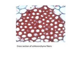Cross section of schlerenchyma fibers