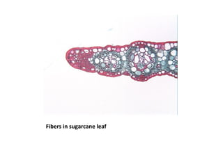 Fibers in sugarcane leaf