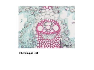 Fibers in poa leaf