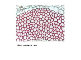 Fibers in cosmos stem