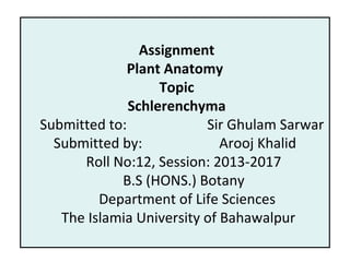 Assignment
Plant Anatomy
Topic
Schlerenchyma
Submitted to: Sir Ghulam Sarwar
Submitted by: Arooj Khalid
Roll No:12, Session: 2013-2017
B.S (HONS.) Botany
Department of Life Sciences
The Islamia University of Bahawalpur
 