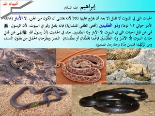 88
‫اهيم‬‫ر‬‫إب‬‫السالم‬ ‫عليه‬
‫ـ‬‫ك‬‫ت‬ ‫أن‬ ‫ـى‬‫ش‬‫ى‬ ‫ـه‬‫ن‬‫أل‬ ‫ـالاث‬‫ث‬ ‫عليها‬ ‫ج‬َّ‫حير‬ ‫أن‬ ‫بعد‬ ‫إال‬ ‫تقتل‬ ‫ال‬ ‫البيوت‬ ‫يف‬ ‫اليت‬ ‫احليات‬‫إال‬ ،‫ـن‬‫ن‬‫ا‬ ‫ـن‬‫م‬ ‫ون‬‫ـ‬‫ب‬‫األ‬(‫ـة‬‫ل‬‫عائ‬
‫حوايل‬ ‫األب‬12‫نوعا‬)‫ـني‬‫ت‬‫الطفي‬ ‫وذو‬(‫ية‬‫ر‬‫ـا‬‫ش‬‫املن‬ ‫ـى‬‫ف‬‫الط‬ ‫ـى‬‫ع‬‫أف‬)‫ـ‬‫ي‬‫الب‬ ‫يف‬ ‫ـو‬‫ل‬‫و‬ ‫ـل‬‫ت‬‫يق‬ ‫ـه‬‫ن‬‫فإ‬‫ـول‬‫س‬‫الر‬ ‫ألن‬ ،‫وت‬
‫ـديث‬‫حل‬‫ا‬ ‫يف‬ ‫ـاء‬‫ج‬ ،‫الطفيتني‬ ‫وذا‬ ‫األب‬ ‫إال‬ ‫البيوت‬ ‫يف‬ ‫اليت‬ ‫احليات‬ ‫قتل‬ ‫عن‬ ‫هنى‬(َّ‫أن‬ِّ‫هللا‬ َ‫ـول‬‫س‬‫ر‬ِّ‫ـل‬‫ت‬‫ق‬ ‫ـن‬‫ع‬ ‫ـى‬َ‫ه‬َ‫ـ‬‫ن‬
َّ‫إال‬ ِّ‫البيوت‬ ِّ‫ات‬َّ‫ي‬‫ح‬َ‫ر‬َ‫ـ‬‫ت‬ْ‫ـ‬‫ب‬‫األ‬ِّ‫ـان‬‫ف‬ُ‫ط‬َْ‫ى‬ ‫ـا‬‫م‬َّ‫فإهن‬ ِّْ‫ـني‬َ‫ـ‬‫ت‬َّ‫ـ‬‫ي‬َّ‫ف‬ُّ‫ط‬‫ال‬ ‫وذا‬ِّ‫ـان‬َ‫س‬ُ‫ْم‬‫ط‬َ‫ي‬ ْ‫أو‬‫ال‬ ِّ‫ـون‬‫ط‬‫ب‬ ‫ـن‬‫م‬ َ‫ـل‬ْ‫احلم‬ ِّ‫ـان‬‫ح‬‫ر‬َ‫ط‬‫وي‬ َ‫ـر‬‫ص‬‫الب‬ِّ‫ـاء‬‫س‬‫ن‬
‫َّا‬‫ن‬ِّ‫م‬ َ‫فليس‬ ‫ا‬َ‫م‬ُ‫ه‬َ‫ك‬َ‫ر‬َ‫ـ‬‫ت‬ ‫ومن‬)(‫الصحيح‬ ‫رجال‬ ‫رجاله‬.)
‫ءعهللا‬ ‫أنب‬
 