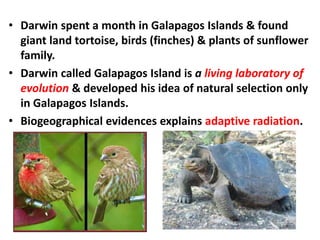 • Darwin spent a month in Galapagos Islands & found
giant land tortoise, birds (finches) & plants of sunflower
family.
• Darwin called Galapagos Island is a living laboratory of
evolution & developed his idea of natural selection only
in Galapagos Islands.
• Biogeographical evidences explains adaptive radiation.
 
