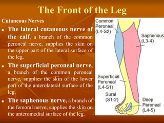 7. anatomy of the leg and dorsum of the foot.