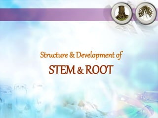 Structure & Development of
STEM& ROOT
 