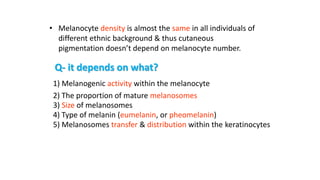 • Melanocyte density is almost the same in all individuals of
different ethnic background & thus cutaneous
pigmentation doesn’t depend on melanocyte number.
Q- it depends on what?
1) Melanogenic activity within the melanocyte
2) The proportion of mature melanosomes
3) Size of melanosomes
4) Type of melanin (eumelanin, or pheomelanin)
5) Melanosomes transfer & distribution within the keratinocytes
 