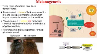 Melanogenesis
• Three types of melanin have been
demonstrated.
 Eumelanin -it is brown-black melanin which
is found in ellipsoid melanosomes which
impart brown-black color to skin and hair.
Pheomelanin -it is yellow-red melanin in
spherical melanosomes which are the basis
of yellow-red hair.
Neuromelanin-it is black pigment formed
within nerve cell.
 