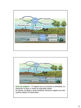 11
Oxigénio
Oxigénio
Ozono Fotossíntese
Respiração
Fotossíntese
Respiração
Respiração
Meteorização química
Respiração
Ciclo do oxigénio – O oxigénio que se encontra na atmosfera, ou
dissolvido na água, é usado na respiração celular.
As plantas, as algas e certas bactérias, devolvem oxigénio ao meio
quando realizam a fotossíntese.
 