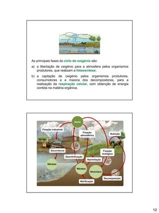 12
As principais fases do ciclo do oxigénio são:
a) a libertação de oxigénio para a atmosfera pelos organismos
produtores, que realizam a fotossíntese;
b) a captação de oxigénio pelos organismos produtores,
consumidores e a maioria dos decompositores, para a
realização da respiração celular, com obtenção de energia
contida na matéria orgânica.
Azoto
Fixação industrial
Escorrência
Nitratos
Nitratos
Amoníaco
Decomposição
Fixação
atmosférica
Fixação
biológica
Nitrificação
Desnitrificação
Assimilação
Nutrição
 