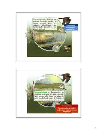 2
Consumidores - Obtêm a sua
energia comendo plantas ou
outros animais, pois não
realizam fotossíntese, não
conseguindo produzir o seu
próprio alimento.
Consumidores
Alimentação
Respiração
Decompositores – Transformam os
materiais orgânicos em sais minerais.
Nem sempre são fáceis de observar
num ecossistema, pois a maioria é
formada por seres microscópicos.
Decompositores
Transformação de matéria
orgânica em matéria mineral
Respiração
 