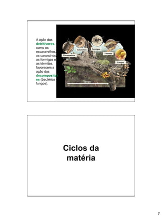 7
A ação dos
detritívoros,
como os
escaravelhos,
os carunchos,
as formigas e
as térmitas,
favorecem a
ação dos
decompositor
es (bactérias e
fungos).
Escaravelhos
Carunchos Formigas
Térmitas
Fungos
Tempo
Ciclos da
matéria
 