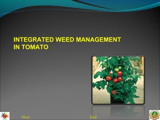 Next End
INTEGRATED WEED MANAGEMENT
IN TOMATO
 