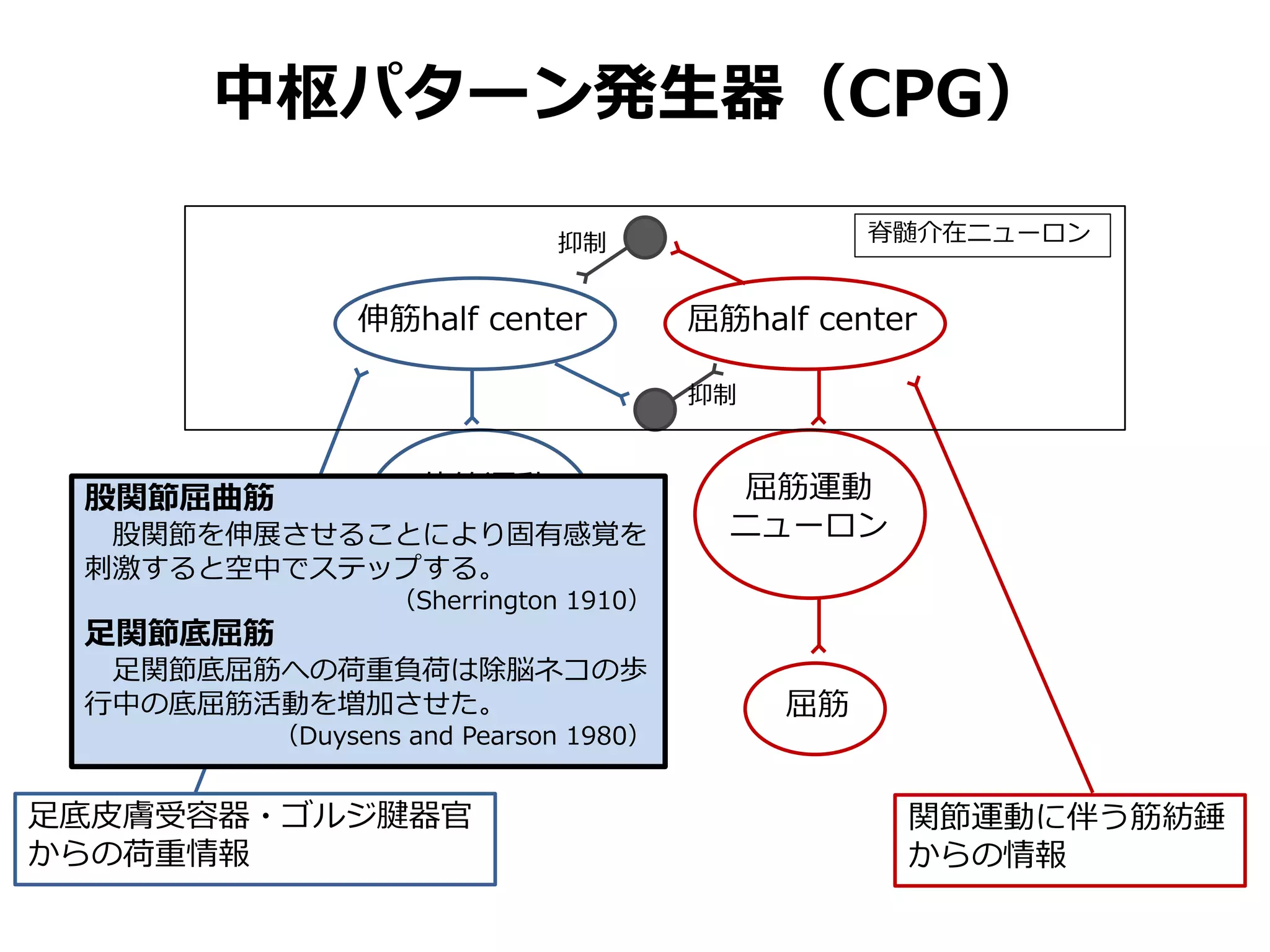 中枢パターン発生器（CPG）
伸筋half center 屈筋half center
伸筋運動
ニューロン
屈筋運動
ニューロン
伸筋 屈筋
抑制
抑制
足底皮膚受容器・ゴルジ腱器官
からの荷重情報
関節運動に伴う筋紡錘
からの情報
脊髄介在ニューロン
股関節屈曲筋
股関節を伸展させることにより固有感覚を
刺激すると空中でステップする。
（Sherrington 1910）
足関節底屈筋
足関節底屈筋への荷重負荷は除脳ネコの歩
行中の底屈筋活動を増加させた。
（Duysens and Pearson 1980）
 