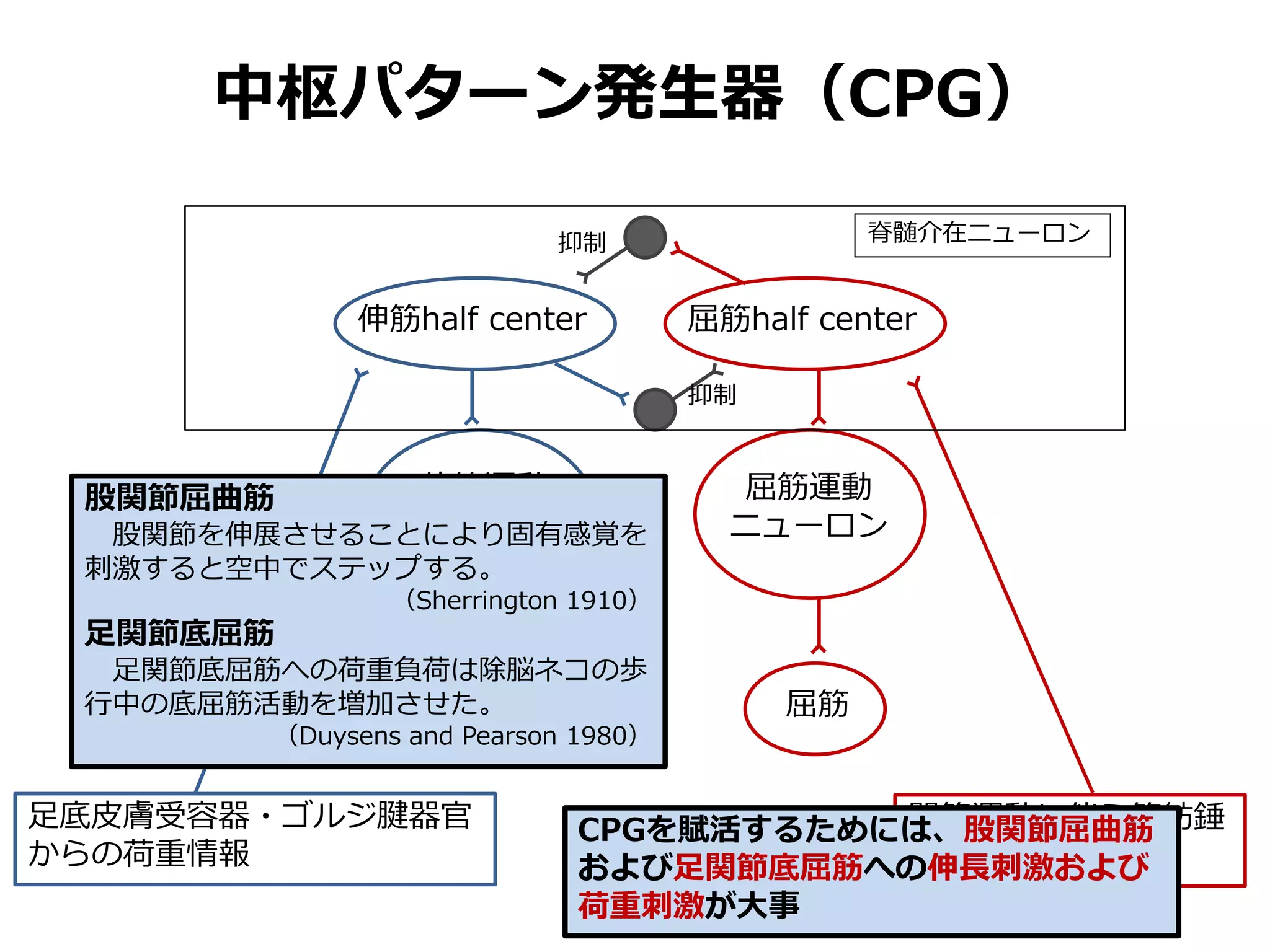 中枢パターン発生器（CPG）
伸筋half center 屈筋half center
伸筋運動
ニューロン
屈筋運動
ニューロン
伸筋 屈筋
抑制
抑制
足底皮膚受容器・ゴルジ腱器官
からの荷重情報
関節運動に伴う筋紡錘
からの情報
脊髄介在ニューロン
股関節屈曲筋
股関節を伸展させることにより固有感覚を
刺激すると空中でステップする。
（Sherrington 1910）
足関節底屈筋
足関節底屈筋への荷重負荷は除脳ネコの歩
行中の底屈筋活動を増加させた。
（Duysens and Pearson 1980）
CPGを賦活するためには、股関節屈曲筋
および足関節底屈筋への伸長刺激および
荷重刺激が大事
 