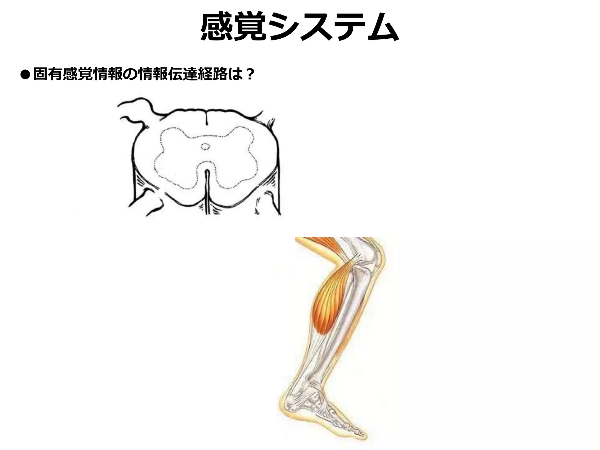 感覚システム
●固有感覚情報の情報伝達経路は？
 