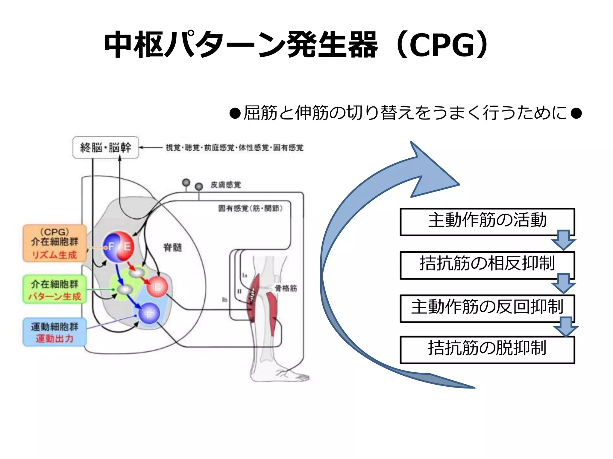 主動作筋の活動
拮抗筋の相反抑制
主動作筋の反回抑制
拮抗筋の脱抑制
●屈筋と伸筋の切り替えをうまく行うために●
中枢パターン発生器（CPG）
 
