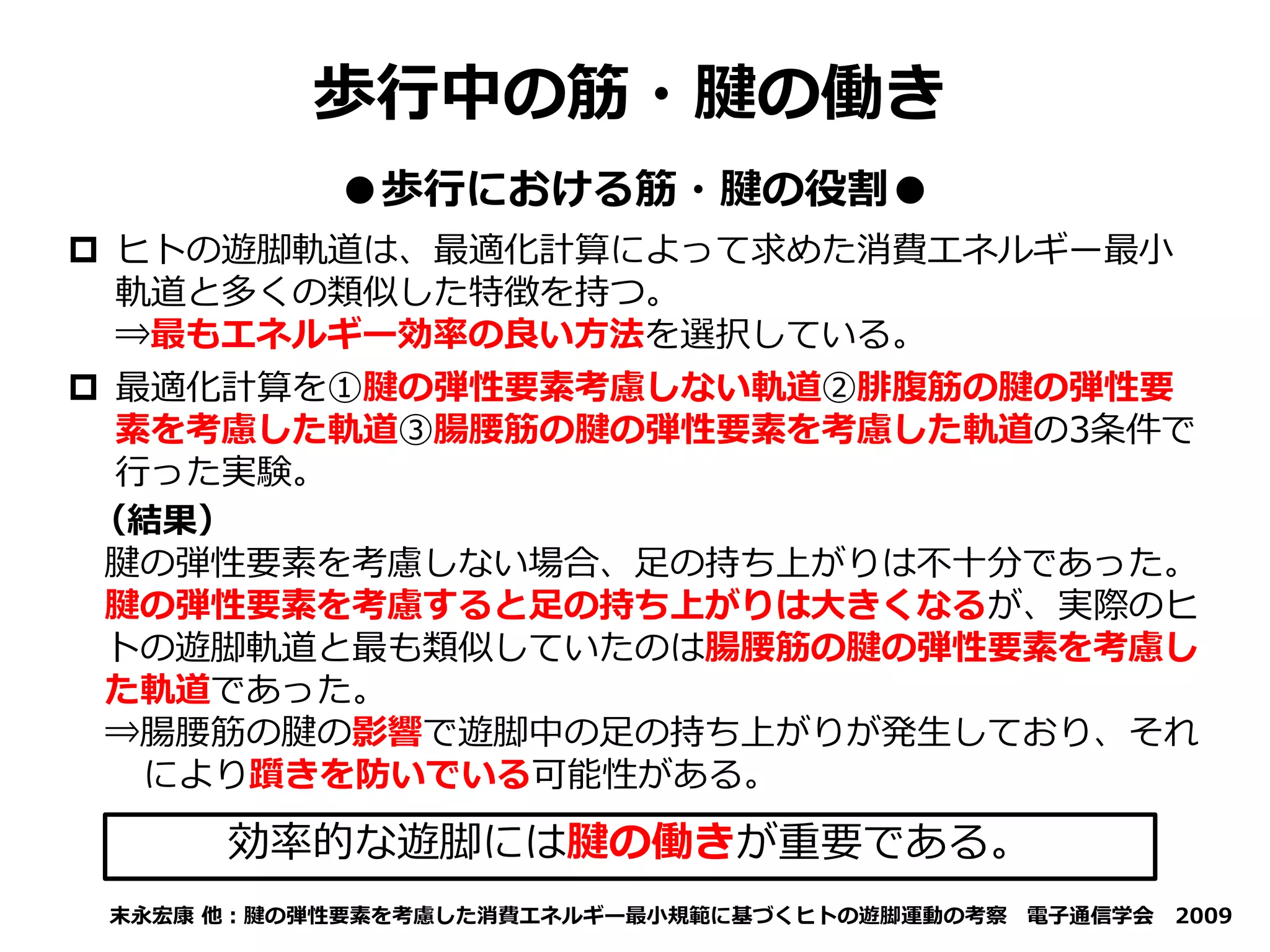 歩行中の筋・腱の働き
●歩行における筋・腱の役割●
末永宏康 他：腱の弾性要素を考慮した消費エネルギー最小規範に基づくヒトの遊脚運動の考察 電子通信学会 2009
 ヒトの遊脚軌道は、最適化計算によって求めた消費エネルギー最小
軌道と多くの類似した特徴を持つ。
⇒最もエネルギー効率の良い方法を選択している。
 最適化計算を①腱の弾性要素考慮しない軌道②腓腹筋の腱の弾性要
素を考慮した軌道③腸腰筋の腱の弾性要素を考慮した軌道の3条件で
行った実験。
（結果）
腱の弾性要素を考慮しない場合、足の持ち上がりは不十分であった。
腱の弾性要素を考慮すると足の持ち上がりは大きくなるが、実際のヒ
トの遊脚軌道と最も類似していたのは腸腰筋の腱の弾性要素を考慮し
た軌道であった。
⇒腸腰筋の腱の影響で遊脚中の足の持ち上がりが発生しており、それ
により躓きを防いでいる可能性がある。
効率的な遊脚には腱の働きが重要である。
 