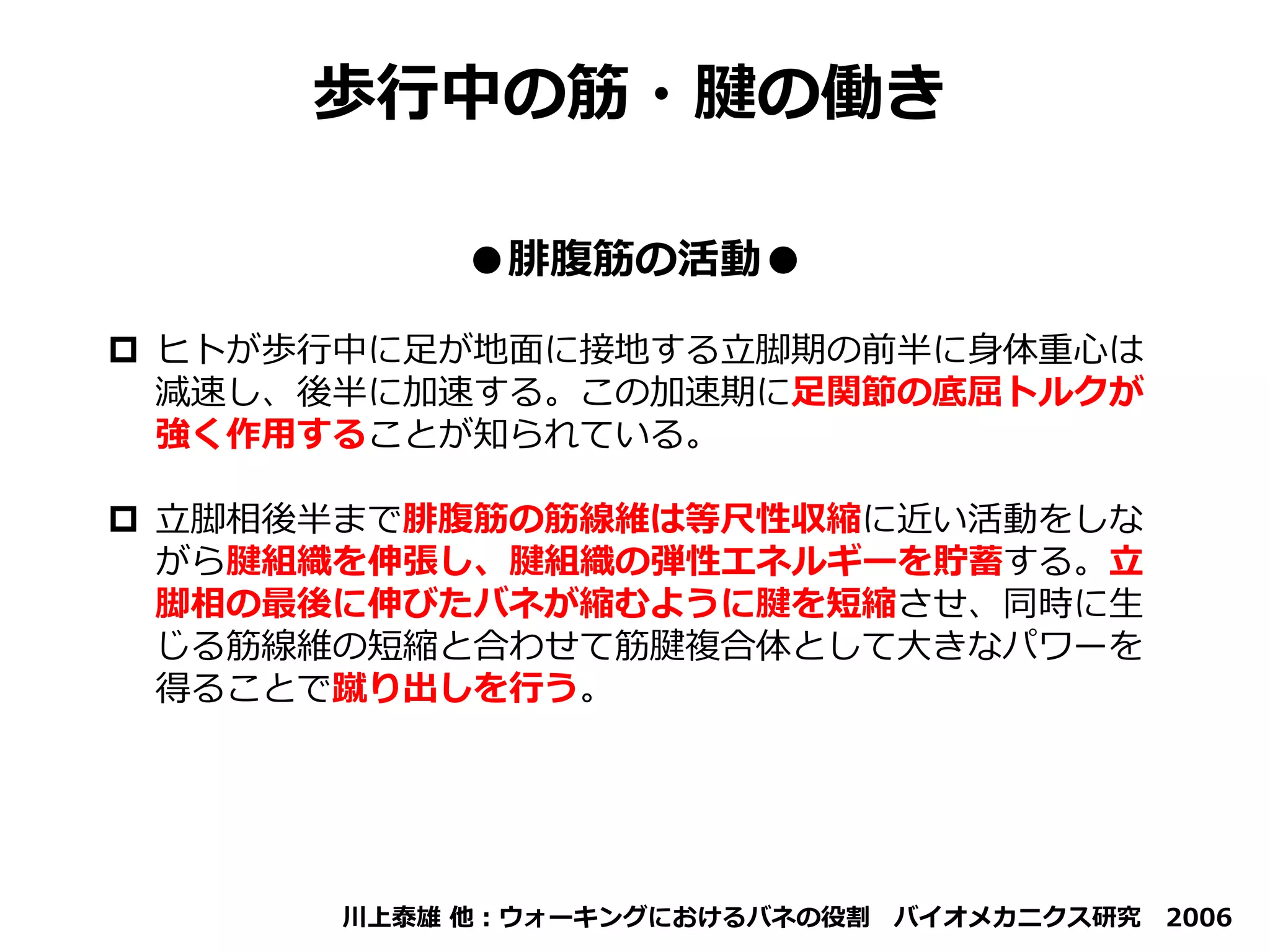 ●腓腹筋の活動●
 ヒトが歩行中に足が地面に接地する立脚期の前半に身体重心は
減速し、後半に加速する。この加速期に足関節の底屈トルクが
強く作用することが知られている。
 立脚相後半まで腓腹筋の筋線維は等尺性収縮に近い活動をしな
がら腱組織を伸張し、腱組織の弾性エネルギーを貯蓄する。立
脚相の最後に伸びたバネが縮むように腱を短縮させ、同時に生
じる筋線維の短縮と合わせて筋腱複合体として大きなパワーを
得ることで蹴り出しを行う。
川上泰雄 他：ウォーキングにおけるバネの役割 バイオメカニクス研究 2006
歩行中の筋・腱の働き
 