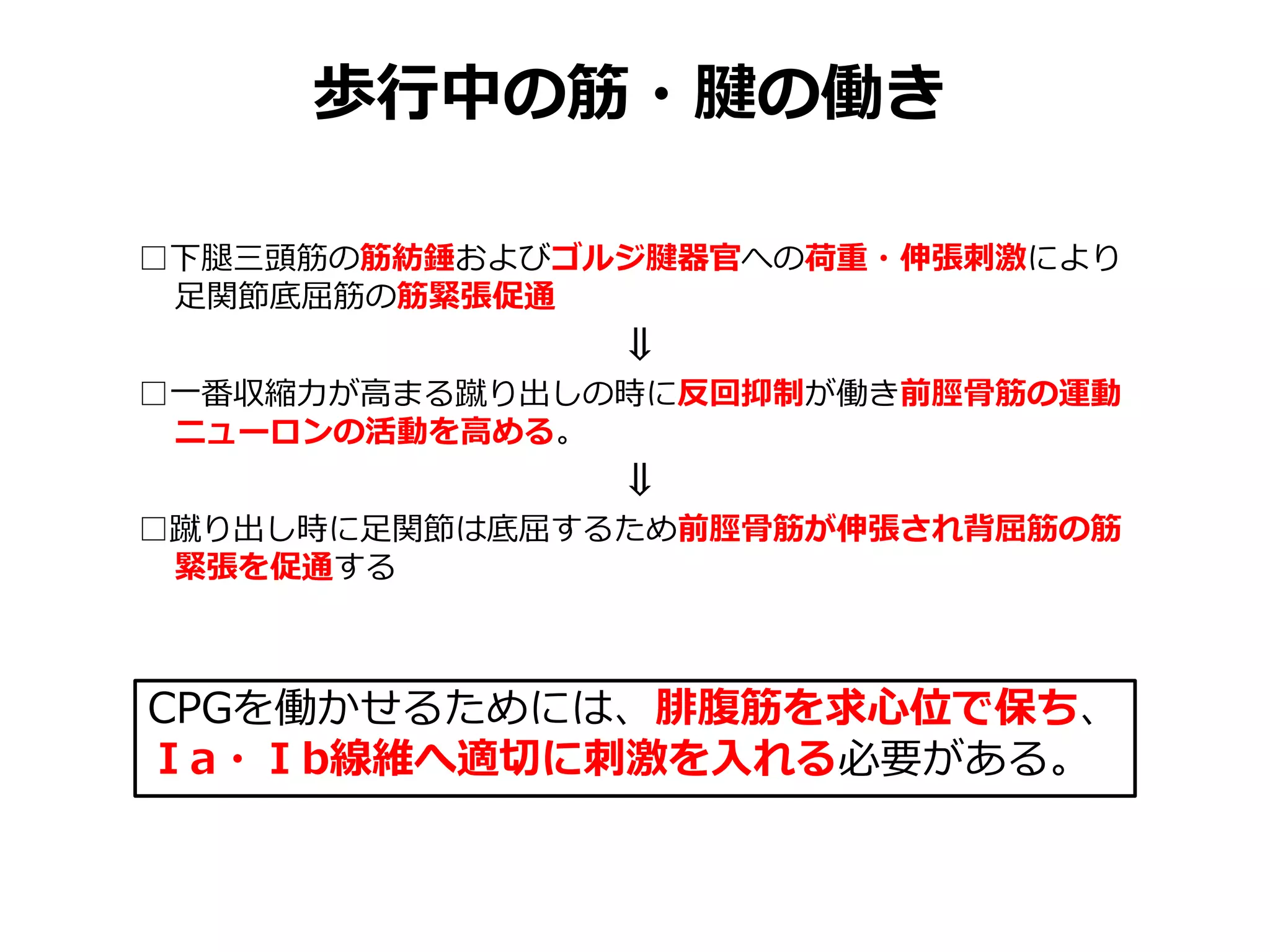 歩行中の筋・腱の働き
□下腿三頭筋の筋紡錘およびゴルジ腱器官への荷重・伸張刺激により
足関節底屈筋の筋緊張促通
⇓
□一番収縮力が高まる蹴り出しの時に反回抑制が働き前脛骨筋の運動
ニューロンの活動を高める。
⇓
□蹴り出し時に足関節は底屈するため前脛骨筋が伸張され背屈筋の筋
緊張を促通する
CPGを働かせるためには、腓腹筋を求心位で保ち、
Ⅰa・Ⅰb線維へ適切に刺激を入れる必要がある。
 
