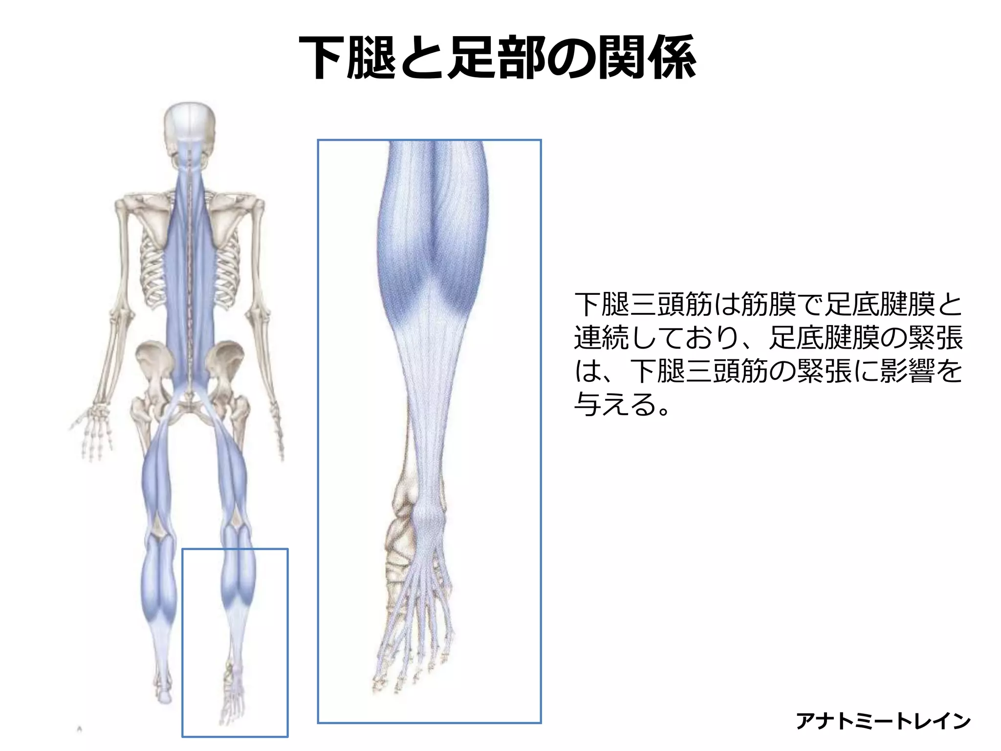 下腿と足部の関係
下腿三頭筋は筋膜で足底腱膜と
連続しており、足底腱膜の緊張
は、下腿三頭筋の緊張に影響を
与える。
アナトミートレイン
 