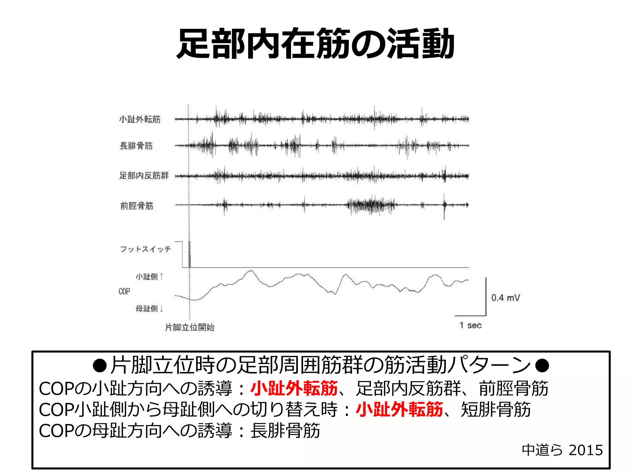 足部内在筋の活動
●片脚立位時の足部周囲筋群の筋活動パターン●
COPの小趾方向への誘導：小趾外転筋、足部内反筋群、前脛骨筋
COP小趾側から母趾側への切り替え時：小趾外転筋、短腓骨筋
COPの母趾方向への誘導：長腓骨筋
中道ら 2015
 