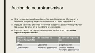 Acción de neurotransmisor
■ Una vez que los neurotransmisores han sido liberadas, se difunden en la
hendidura sináptica y ...