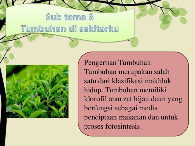 7 Benda Hidup Dan Benda Tak Hidup Wahyuni 16141230