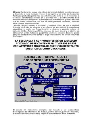 El tercer fundamento es que este método denominado 1x2x3, permite mantener
y desarrollar la masa muscular evitando la sarcopenia y por ende las alteraciones
fisiológicas producidas por la mala capacidad muscular como lo son la resistencia a
la insulina característica principal en la diabetes tipo 2. El entrenamiento de la
musculatura significa lograr una buena capacidad de metabolizar grasas y azucares
que en niveles aumentados mas que los fisiológicamente permitidos, provocan
situaciones de glico-lipotoxicidad.
Además, permite mejorar la condición y capacidad física, ya que la principal
limitante en el nivel de tolerancia a un esfuerzo es por parte de la musculatura
esquelética, es decir, más frecuentemente se observa al paciente, detener el
esfuerzo debido a factores periféricos mas que de orden central y el objetivo es
conseguir un cambio metabólico que permita una mayor utilización de ácidos grasos
por parte del tejido muscular donde se aloja cerca del 80% del azúcar consumida
diariamente.
LA SECUENCIA Y COMPONENTES DE UN EJERCICIO
ADECUADO DEBE CONTEMPLAR DIVERSOS PASOS
CON ACTIVIDAD MOLECULAR QUE INVOLUCRE TANTO
SUBSTRATOS COMO ORGANELOS.
EJERCICIOEJERCICIO –– AMPKAMPK -- GLUT4GLUT4 --
BIOGENESIS MITOCONDRIAL.BIOGENESIS MITOCONDRIAL.
AZUCARES GRASASAMPKAMPK
EJERCICIOEJERCICIO EJERCICIOEJERCICIO
MECANISMOS DE REGULACION
DEL METABOLISMO
ENERGETICO
GLUT4
BIOGENESIS
MITOCONDRIAL
METABOLISMO OXIDATIVO
INSULINO SENSIBILIDAD
SARCOPENIA
DIABETES TIPO 2
SINDROME METABOLICO
RIESGO CARDIOVASCULAR
CANCER? (LKB1)
GRASAAZUCAR
4
6
2
3 3
1
1
C.Saavedra,MSc.Finland-South Africa
2
5
00
El estudio del metabolismo energético del músculo y las características
bioenergéticas de este método del músculo, permite conocer, justificar y respaldar,
el ejercicio en el músculo aislado y respaldar los fundamentos antes nombrados.
 