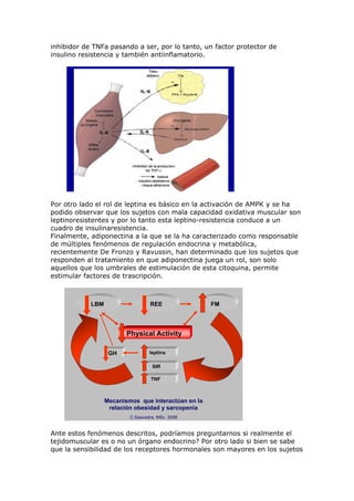 inhibidor de TNFa pasando a ser, por lo tanto, un factor protector de
insulino resistencia y también antiinflamatorio.
Por otro lado el rol de leptina es básico en la activación de AMPK y se ha
podido observar que los sujetos con mala capacidad oxidativa muscular son
leptinoresistentes y por lo tanto esta leptino-resistencia conduce a un
cuadro de insulinaresistencia.
Finalmente, adiponectina a la que se la ha caracterizado como responsable
de múltiples fenómenos de regulación endocrina y metabólica,
recientemente De Fronzo y Ravussin, han determinado que los sujetos que
responden al tratamiento en que adiponectina juega un rol, son solo
aquellos que los umbrales de estimulación de esta citoquina, permite
estimular factores de trascripción.
REELBM FM
Physical Activity
leptina
SIR
TNF
GH
C.Saavedra, MSc. 2006
Mecanismos que interactúan en la
relación obesidad y sarcopenia
Ante estos fenómenos descritos, podríamos preguntarnos si realmente el
tejidomuscular es o no un órgano endocrino? Por otro lado si bien se sabe
que la sensibilidad de los receptores hormonales son mayores en los sujetos
 