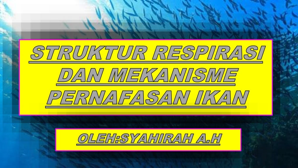 struktur respirasi ikan struktur respirasi ikan
