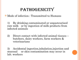 PATHOGENICITY
 Mode of infection : Transmitted to Humans
1) By drinking contaminated or unpasteurised
raw milk or by ingestion of milk products from
infected animals
2) Direct contact with infected animal tissues –
butchers, dairy workers, farm workers &
veterinarians
3) Accidental ingestion,inhalation,injection and
mucosal or skin contamination may occur in
lab. workers
 