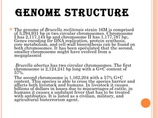 GENOME STrUCTUrE
 The genome of Brucella melitensis strain 16M is comprised
of 3,294,931 bp in two circular chromosomes. Chromosome
I has 2,117,144 bp and chromosome II has 1,177,787 bp;.
Genes encoding for DNA replication, protein synthesis,
core metabolism, and cell-wall biosynthesis can be found on
both chromosomes. It has been speculated that the second,
smaller chromosome might have evolved from a
megaplasmid
Brucella abortus has two circular chromosomes. The first
chromosome is 2,124,241 bp long with a G+C content of
57%.
The second chromosome is 1,162,204 with a 57% G+C
content. This species is able to cross the species barrier and
affects both livestock and humans. In livestock it causes
billions of dollars in losses due to miscarriages of cattle, in
humans it causes a undulant fever that has to be treated
with antibiotics. It is listed as a civilian, military, and
agricultural bioterrorism agent.
 