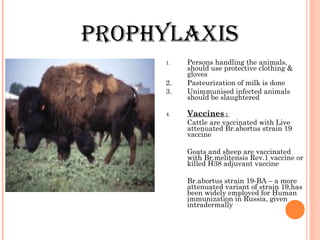 PrOPHYLAXIS
1. Persons handling the animals,
should use protective clothing &
gloves
2. Pasteurization of milk is done
3. Unimmunised infected animals
should be slaughtered
4. Vaccines :
Cattle are vaccinated with Live
attenuated Br.abortus strain 19
vaccine
Goats and sheep are vaccinated
with Br.melitensis Rev.1 vaccine or
killed H38 adjuvant vaccine
Br.abortus strain 19-BA – a more
attenuated variant of strain 19,has
been widely employed for Human
immunization in Russia, given
intradermally
 