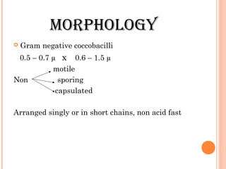 moRPhoLogy
 Gram negative coccobacilli
0.5 – 0.7 µ x 0.6 – 1.5 µ
motile
Non sporing
capsulated
Arranged singly or in short chains, non acid fast
 