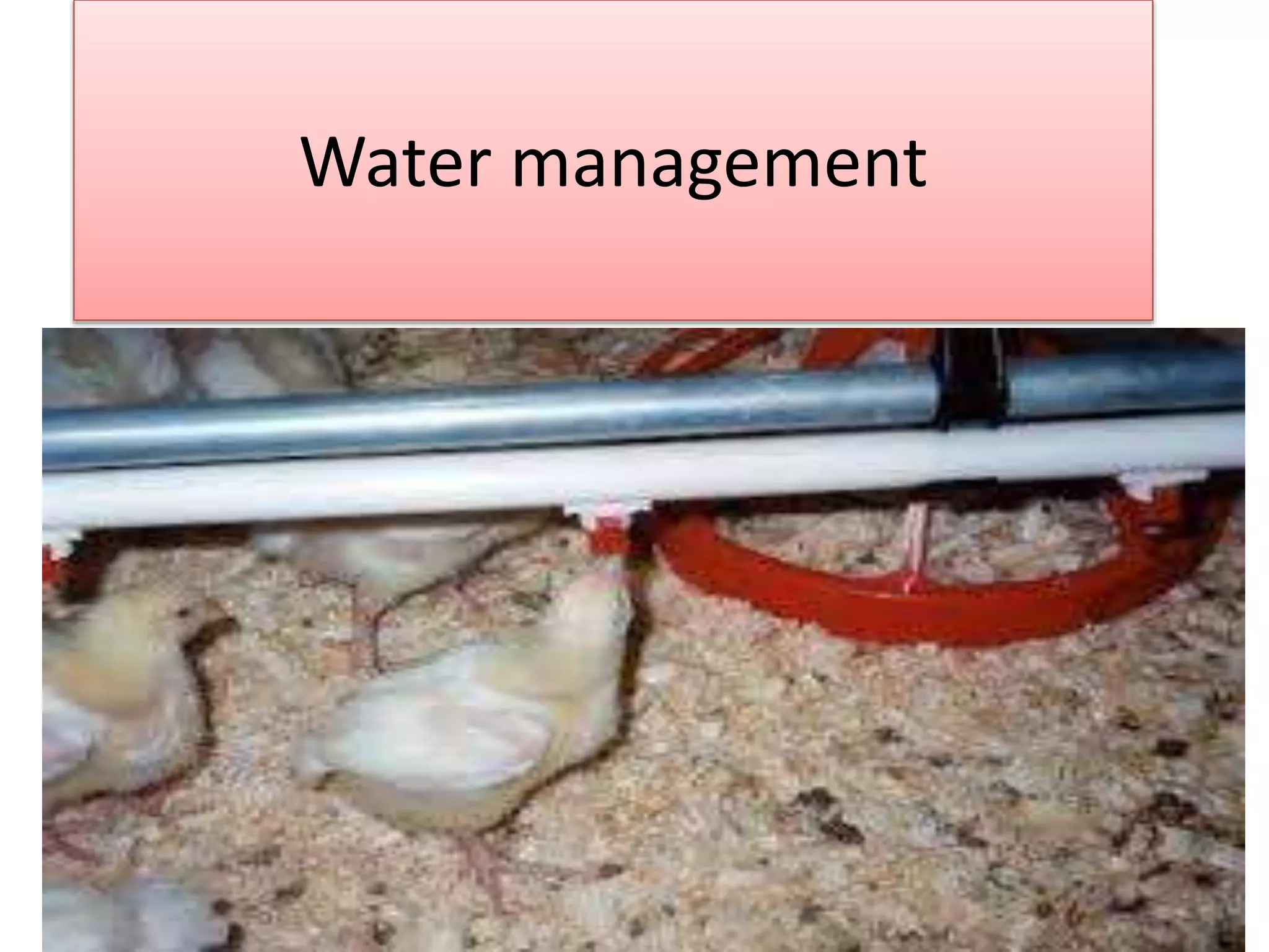 water management in poultry | PPTX