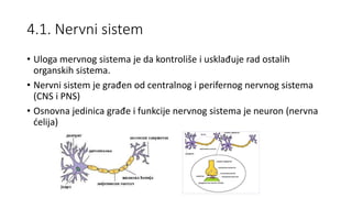 4.1. Nervni sistem
• Uloga mervnog sistema je da kontroliše i usklađuje rad ostalih
organskih sistema.
• Nervni sistem je građen od centralnog i perifernog nervnog sistema
(CNS i PNS)
• Osnovna jedinica građe i funkcije nervnog sistema je neuron (nervna
ćelija)
 