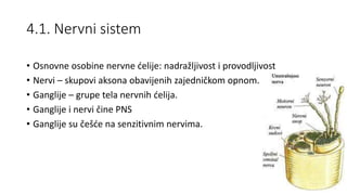 4.1. Nervni sistem
• Osnovne osobine nervne ćelije: nadražljivost i provodljivost
• Nervi – skupovi aksona obavijenih zajedničkom opnom.
• Ganglije – grupe tela nervnih ćelija.
• Ganglije i nervi čine PNS
• Ganglije su češće na senzitivnim nervima.
 