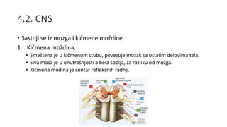 4.2. CNS
• Sastoji se iz mozga i kičmene moždine.
1. Kičmena moždina.
• Smeštena je u kičmenom stubu, povezuje mozak sa ostalim delovima tela.
• Siva masa je u unutrašnjosti a bela spolja, za razliku od mozga.
• Kičmena modina je centar refleksnih radnji.
 